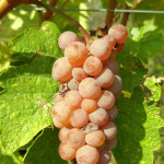 Weinregion baden