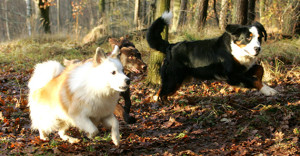 Hunde im Wald Hotel Karwe